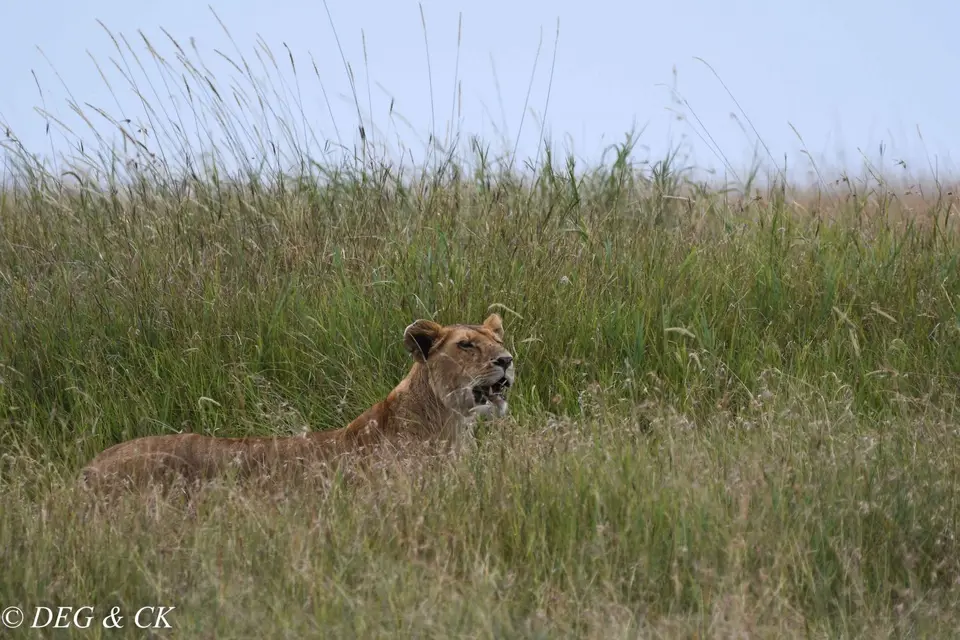 MasaiMara(46von6).jpg