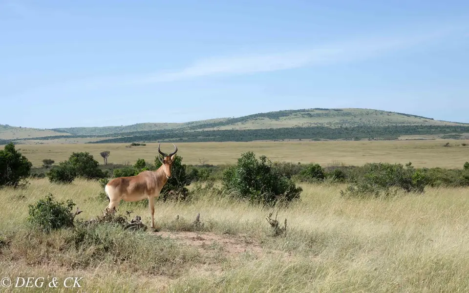MasaiMara(47von24).jpg