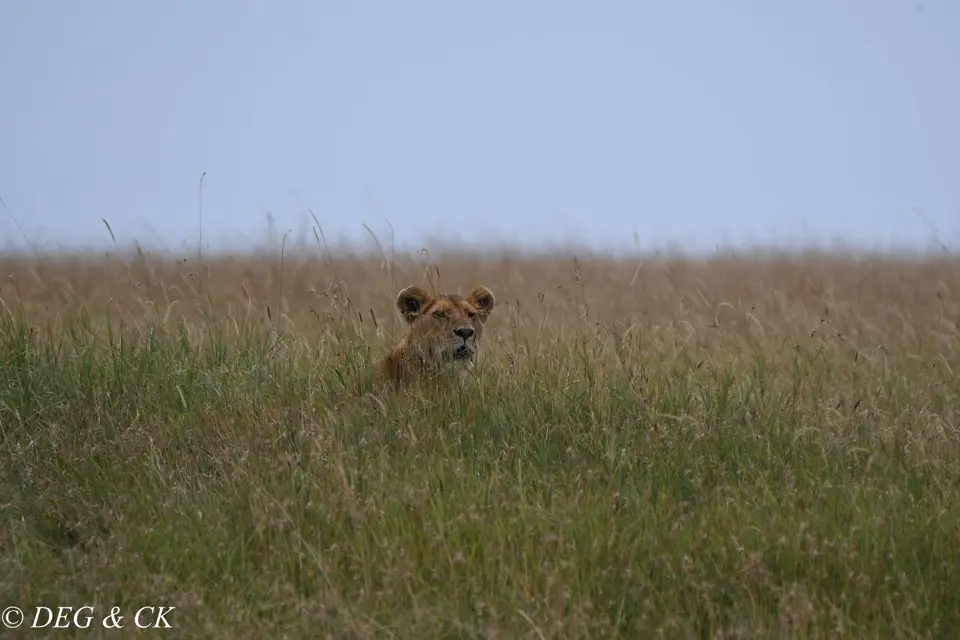 MasaiMara(47von6).jpg