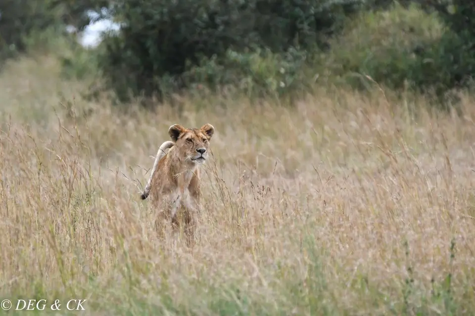 MasaiMara(50von24).jpg