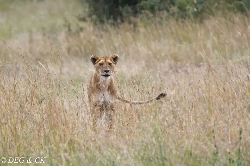 MasaiMara(51von24).jpg