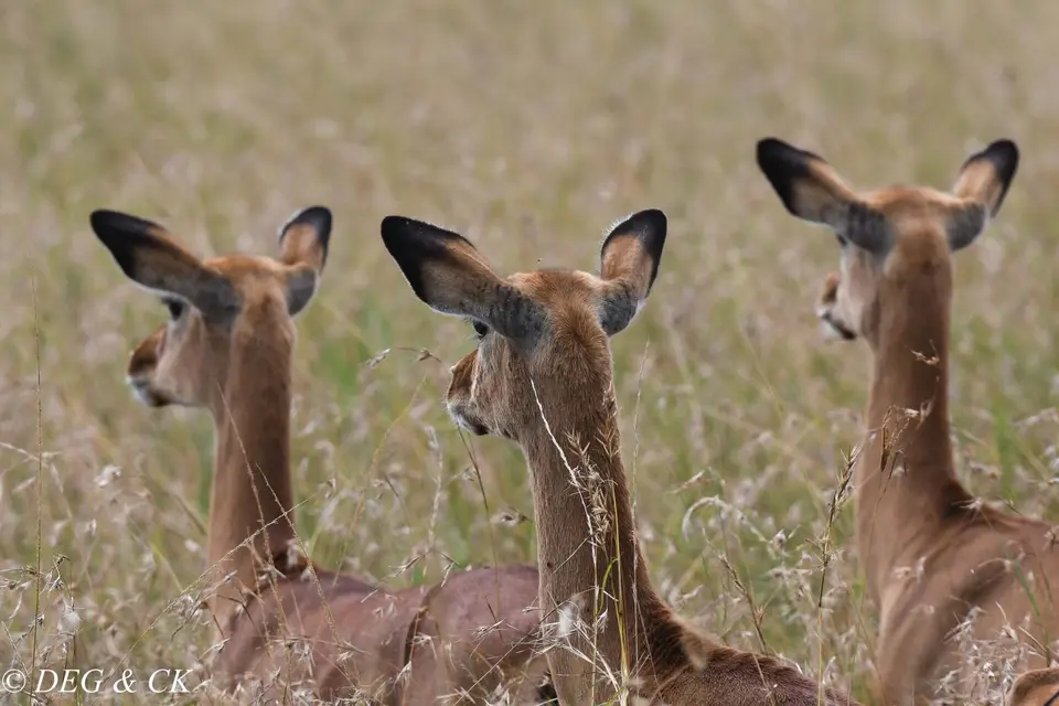 MasaiMara(55von24).jpg
