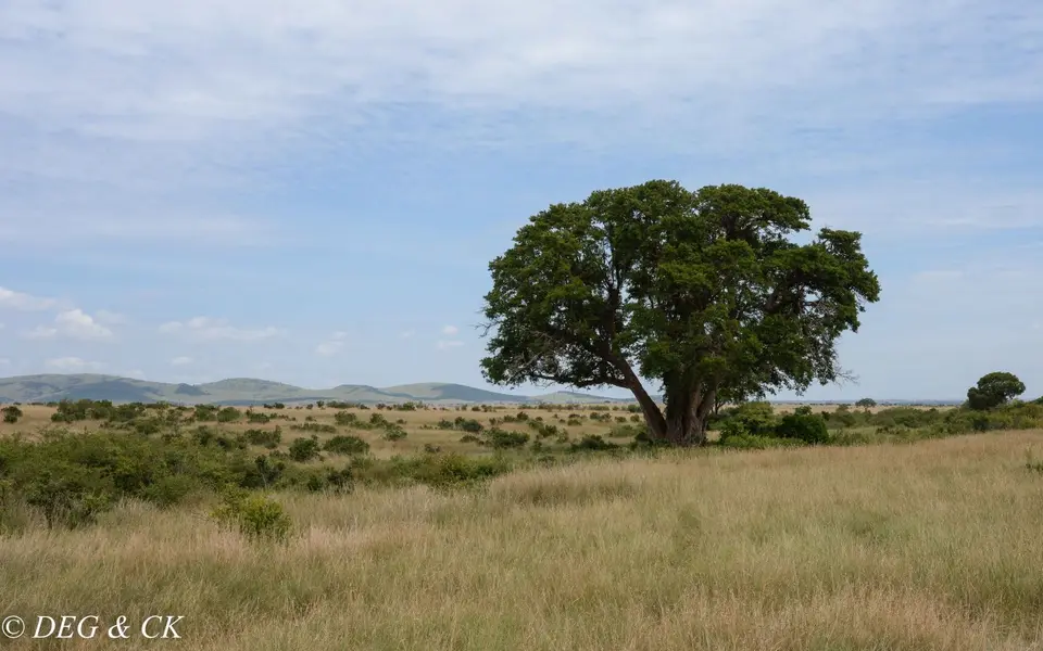 MasaiMara(56von24).jpg