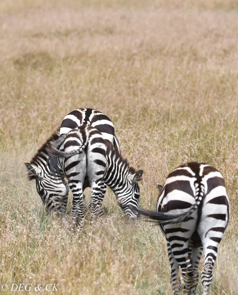 MasaiMara(57von24).jpg