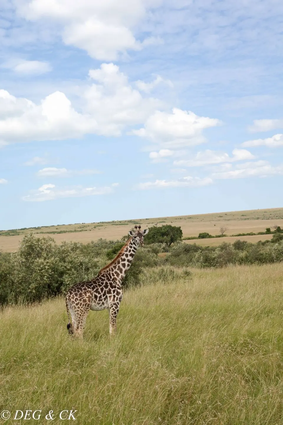 MasaiMara(59von24)-2.jpg