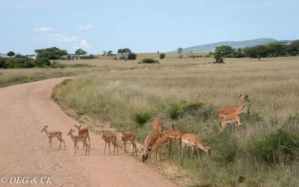 MasaiMara(60von24).jpg