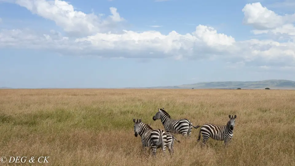 MasaiMara(61von24).jpg
