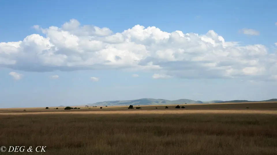 MasaiMara(65von24).jpg