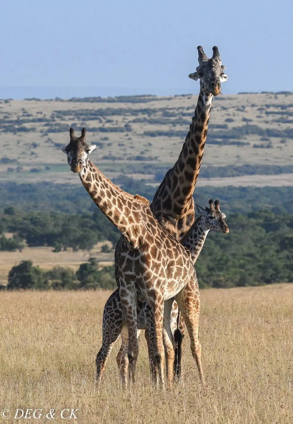 MasaiMara(66von3).jpg