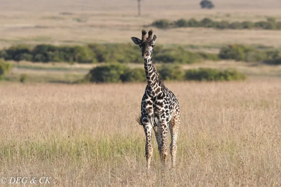 MasaiMara(67von3).jpg