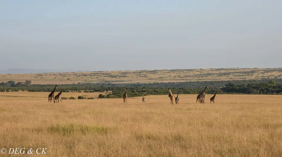 MasaiMara(68von1).jpg