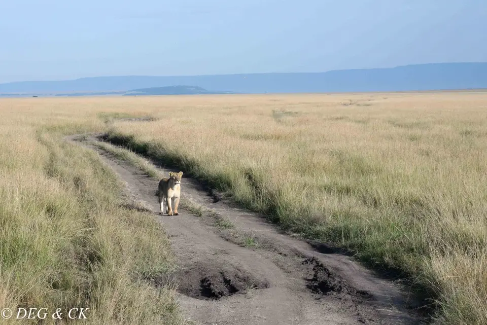 MasaiMara(68von7).jpg
