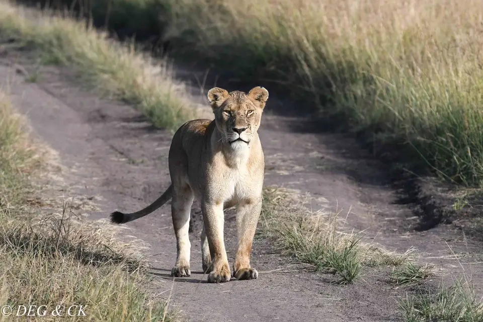 MasaiMara(69von7).jpg