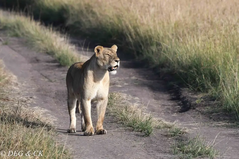 MasaiMara(70von7).jpg