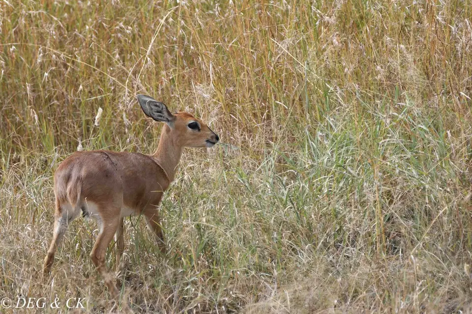 MasaiMara(79von14).jpg