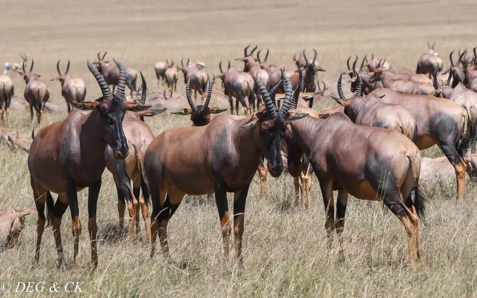 MasaiMara(80von14).jpg