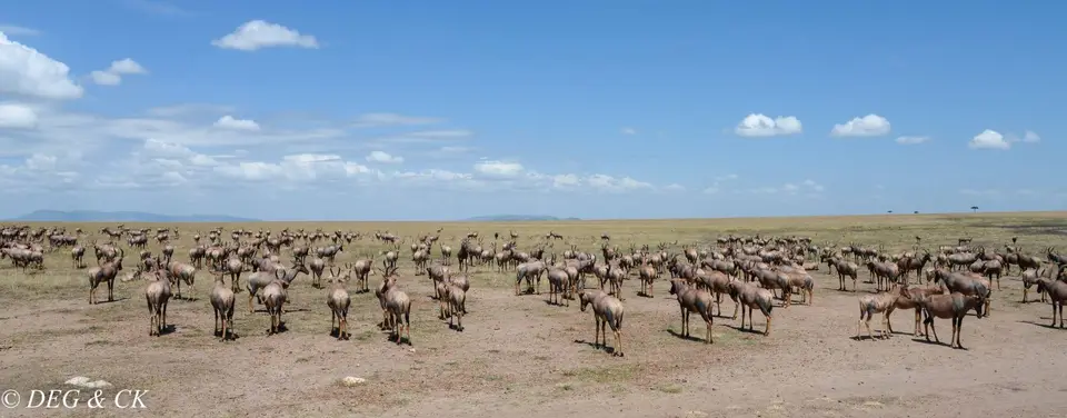 MasaiMara(81von14).jpg
