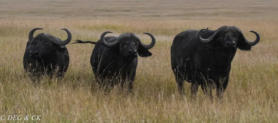MasaiMara(82von14).jpg