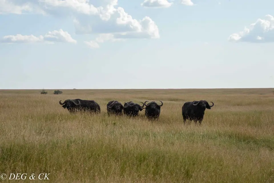 MasaiMara(83von14).jpg