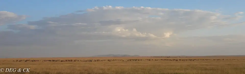 MasaiMara(88von14).jpg