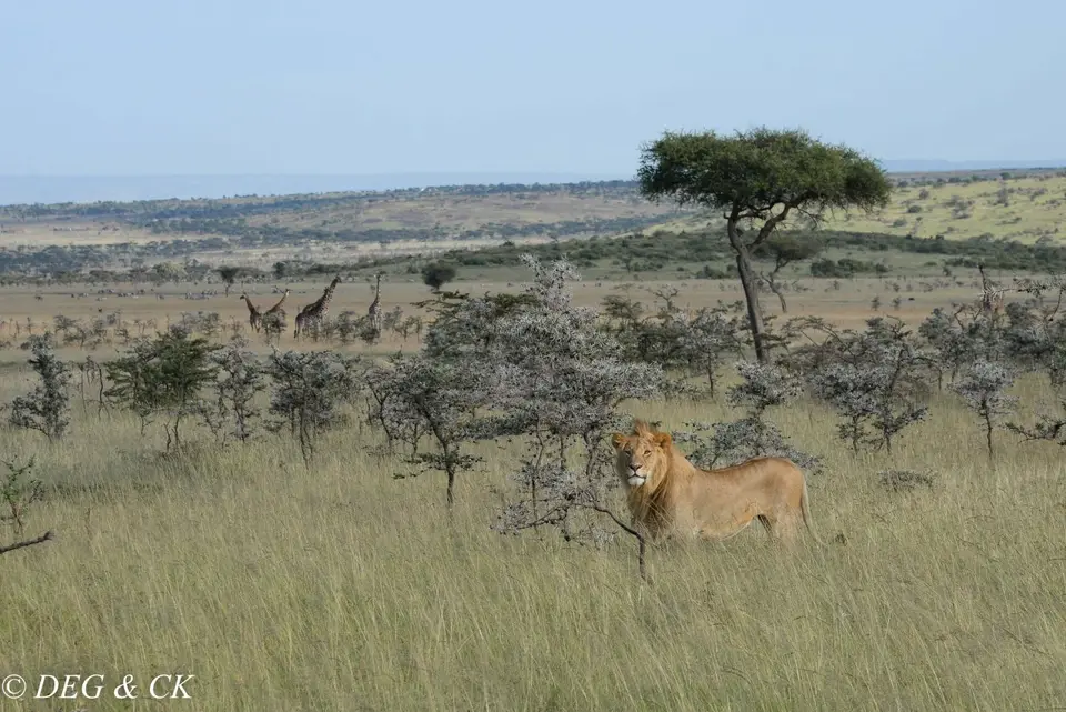 Naboisho14.jpg