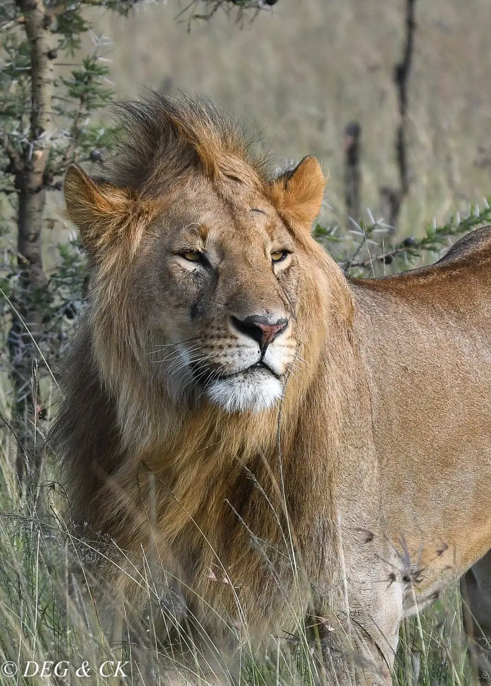 Naboisho9.jpg