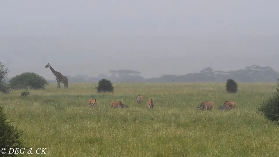Nairobi(15von4).jpg