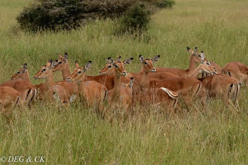 NairobiNP(14von14).jpg