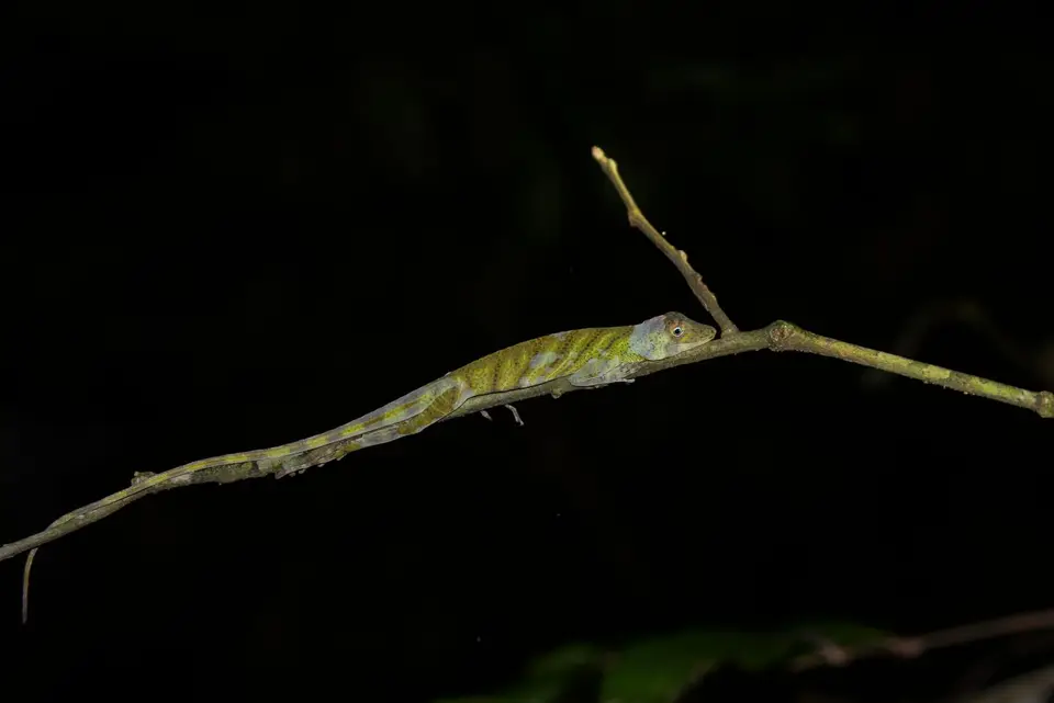 Nightsafari2.jpg