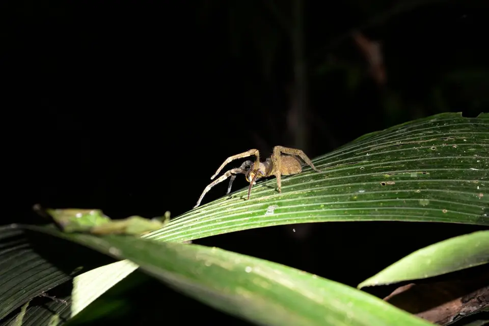 Nightsafari4.jpg