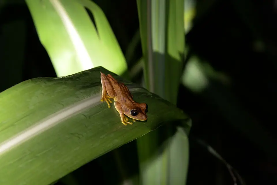 Nightsafari6.jpg