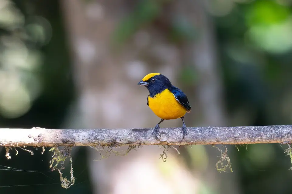 Orange-crownedEuphonia.jpg