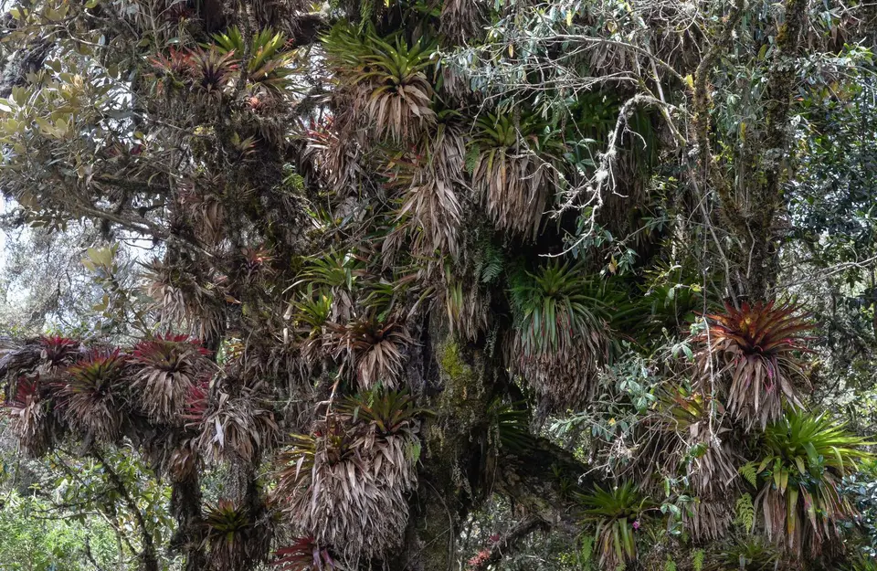 Polylepis7.jpg