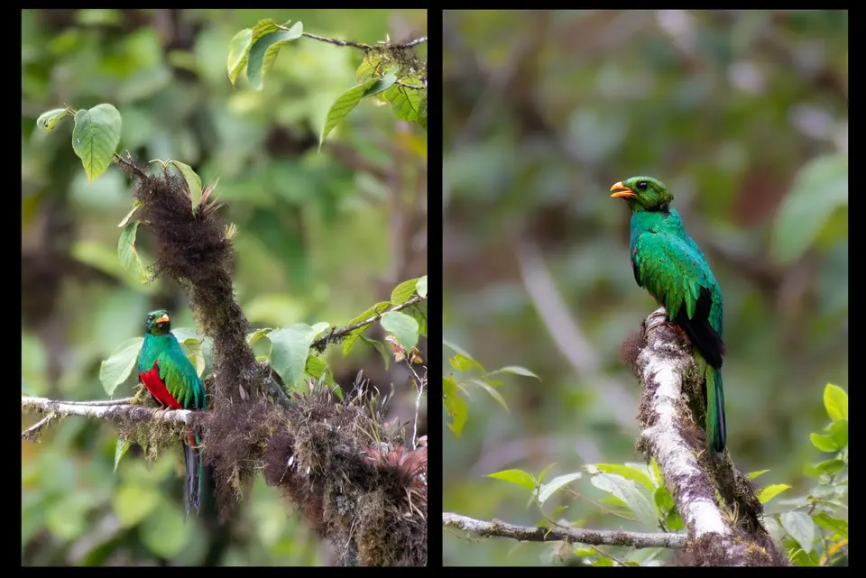 Quetzal.jpg