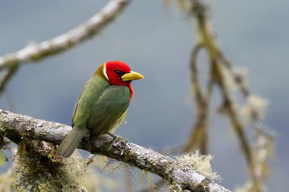 Red-headedBarbetM.jpg