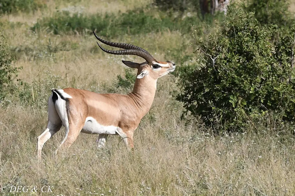 Samburu(21von18).jpg