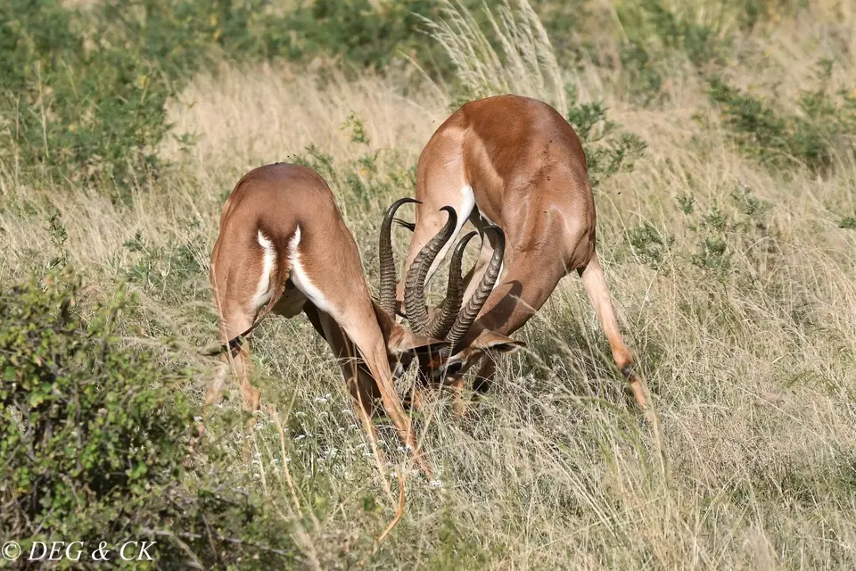 Samburu(23von18).jpg