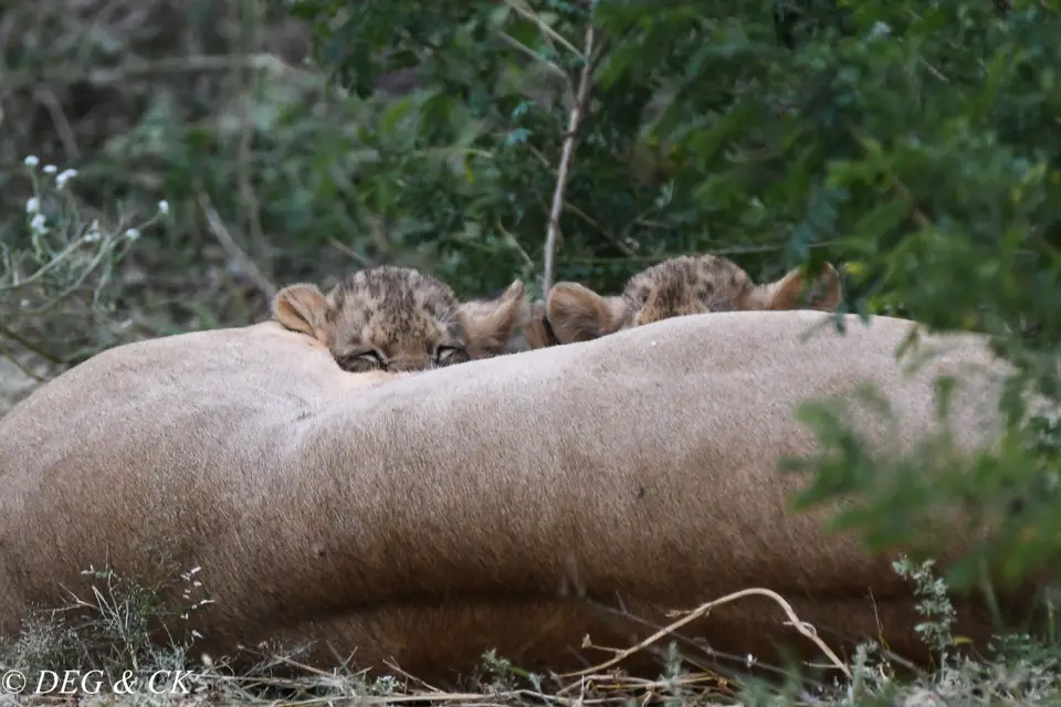 Samburu(26von18).jpg