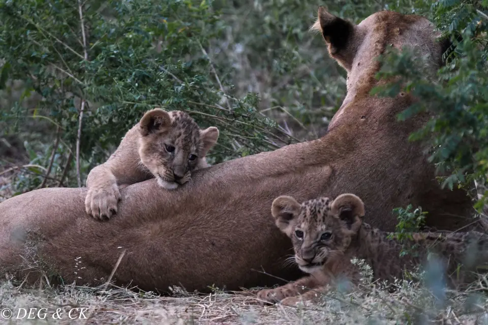 Samburu(27von18).jpg