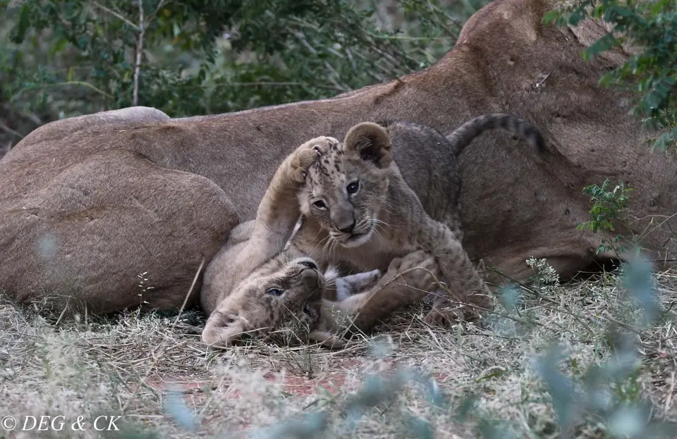Samburu(32von18).jpg