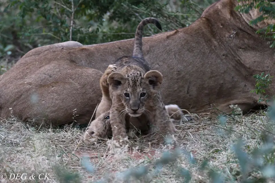 Samburu(33von18).jpg