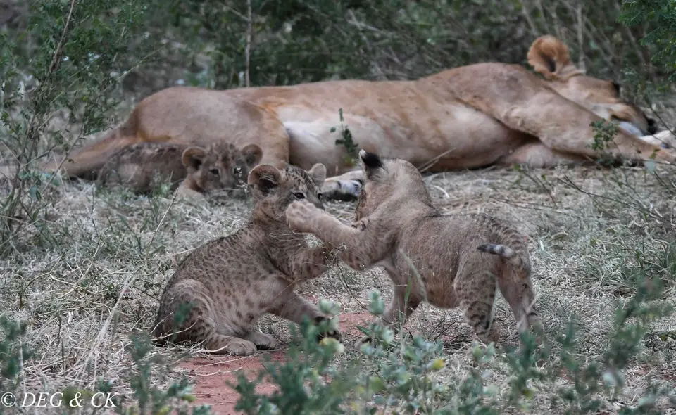Samburu(35von18).jpg