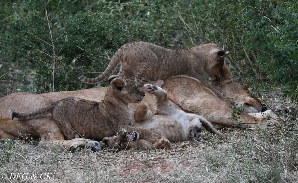 Samburu(36von18).jpg