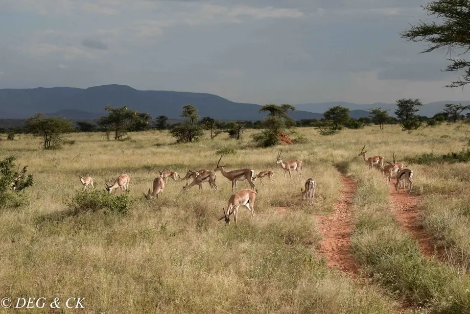 Samburu(37von18).jpg