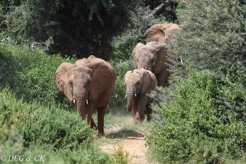 Samburu1.jpg