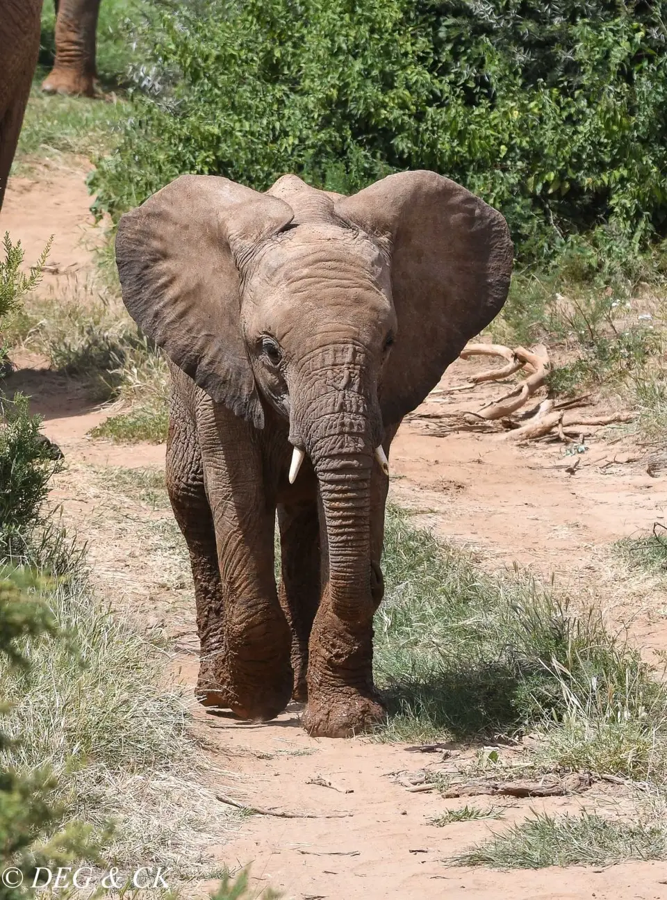 Samburu3.jpg