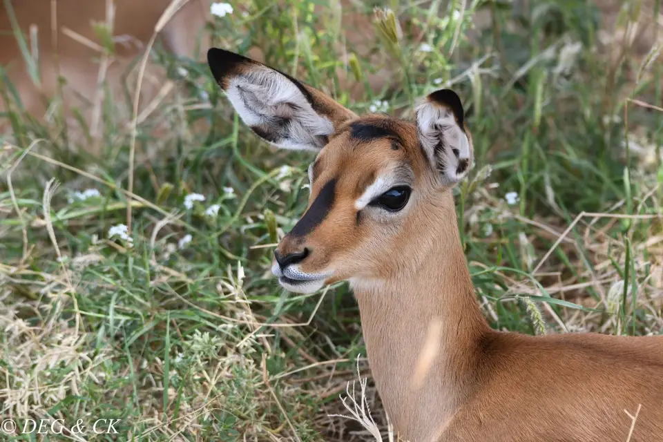 Samburu5.jpg