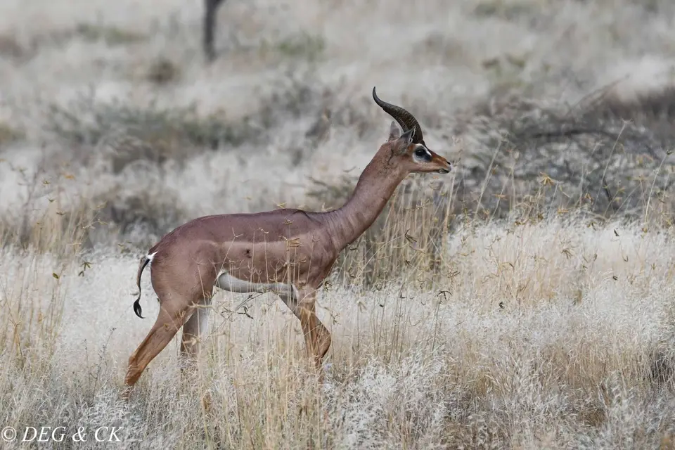 Shaba5b.jpg