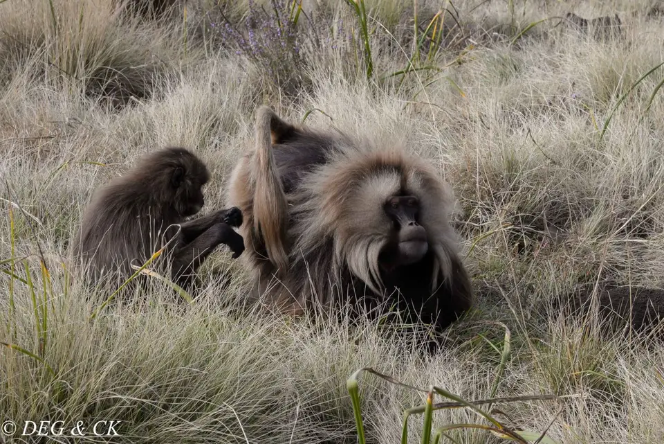 Simien11.jpg