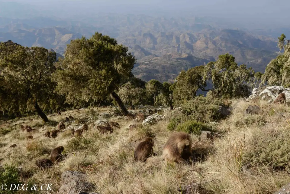 Simien5.jpg